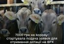 В ДАР стартує добір на спеціальну бюджетну дотацію на утримання поголів’я корів