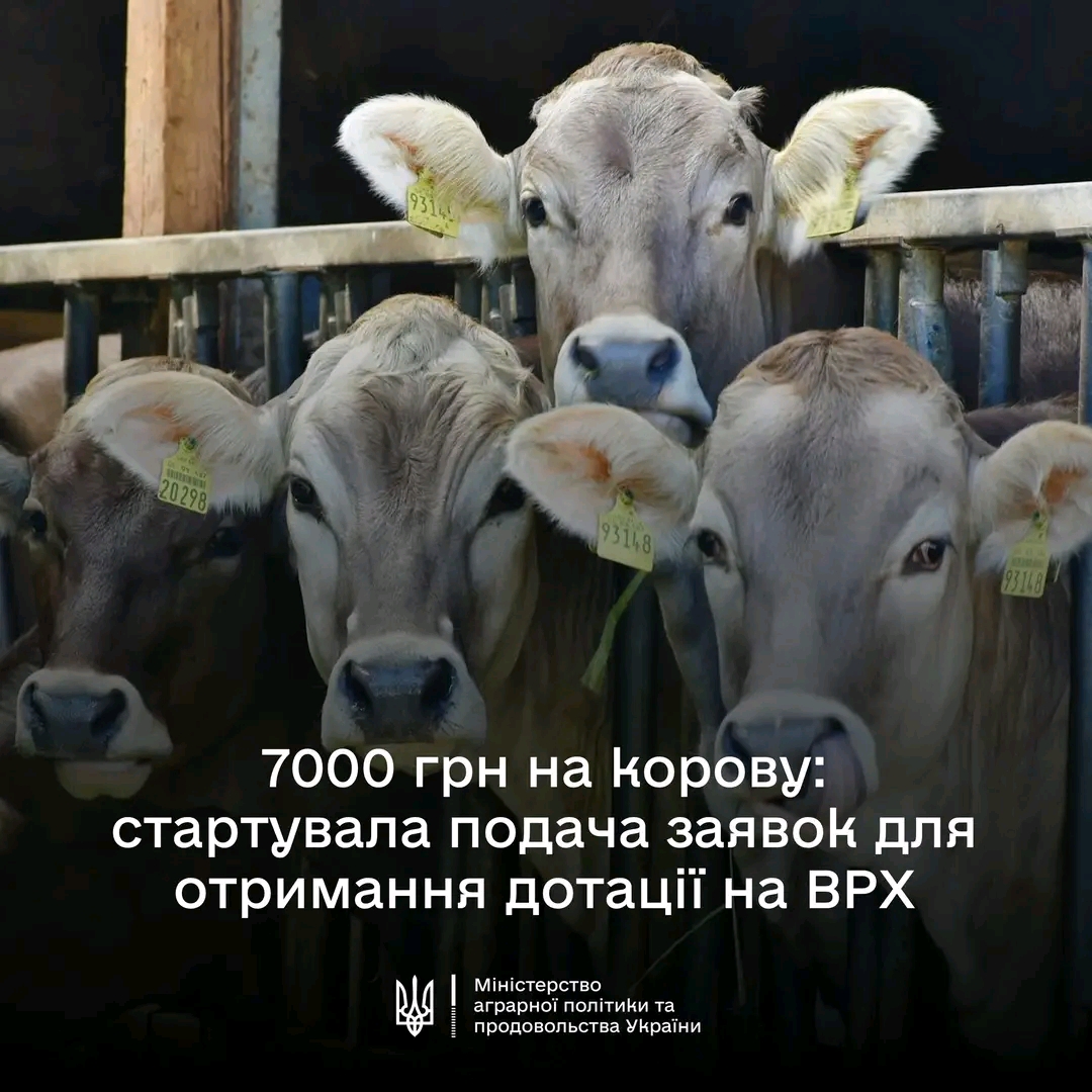 В ДАР стартує добір на спеціальну бюджетну дотацію на утримання поголів’я корів