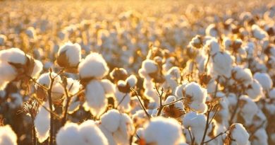 Стартує прийом заявок на бюджетну субсидію на вирощування бавовнику