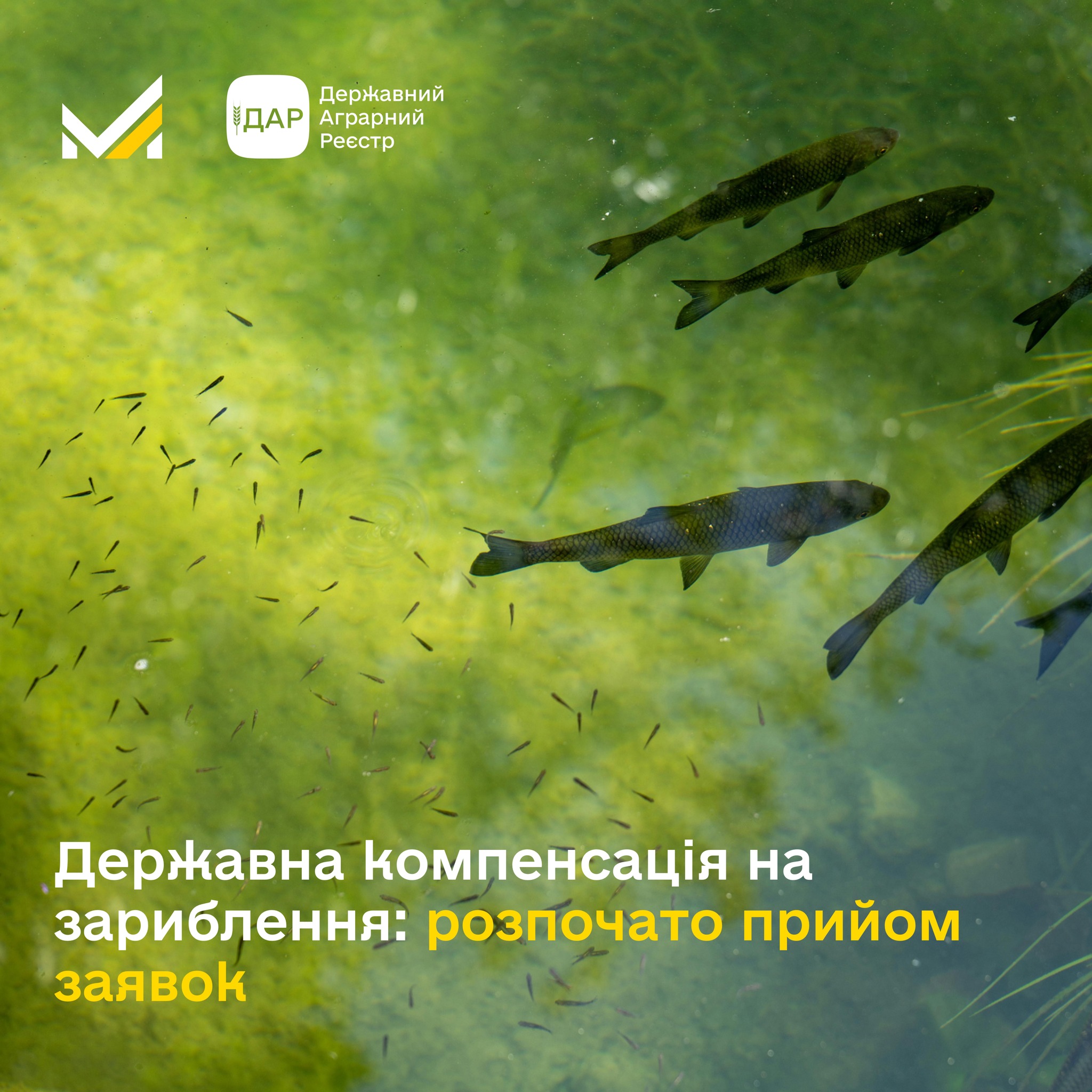  Державна компенсація на зариблення: розпочато прийом заявок